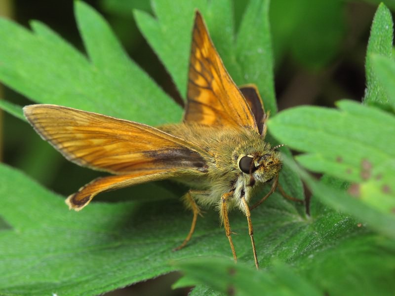 Ochlodes sylvanus (Esper, 1777)